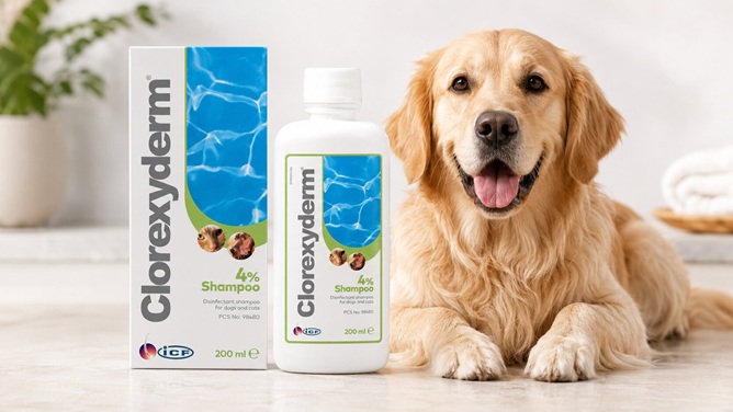 ICF Clorexyderm 4 percent disinfectant shampoo box and 200ml bottle for dogs and cats, shown beside a golden retriever in a bright grooming space
