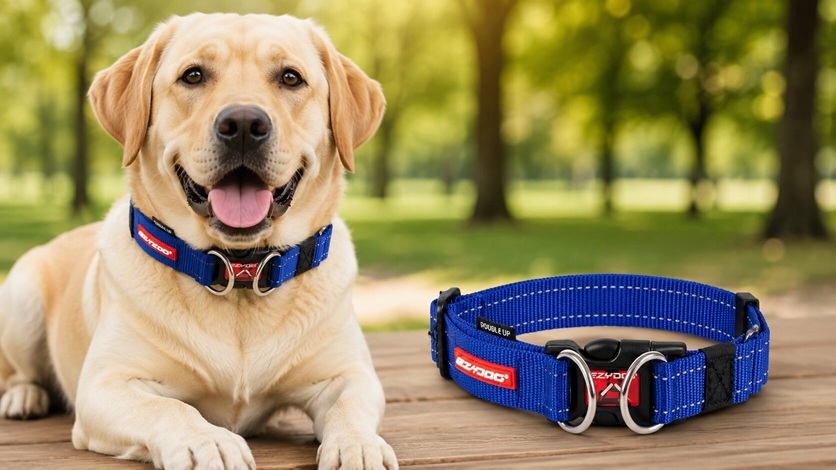 Labrador Retriever wearing a blue EZYDOG Double Up reflective dog collar featuring dual stainless steel D-rings.