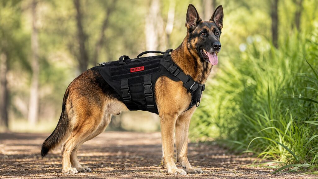 German Shepherd wearing a heavy-duty black OneTigris tactical vest with MOLLE panels in a forest setting.